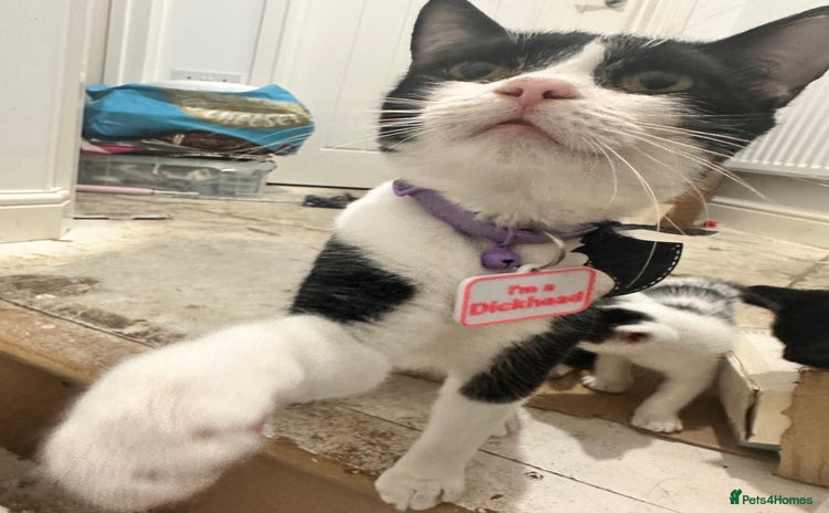 Domestic Shorthair cats Kittens looking for a loving home  - Advert 1