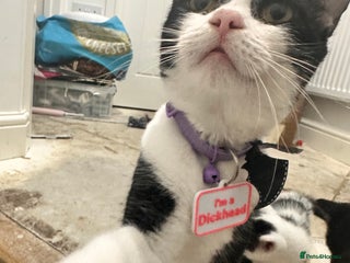 Domestic Shorthair cats for sale: Kittens looking for a loving home - Advert 1