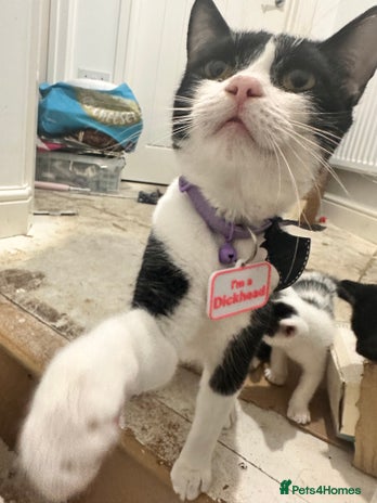 Domestic Shorthair cats Kittens looking for a loving home - Advert 1