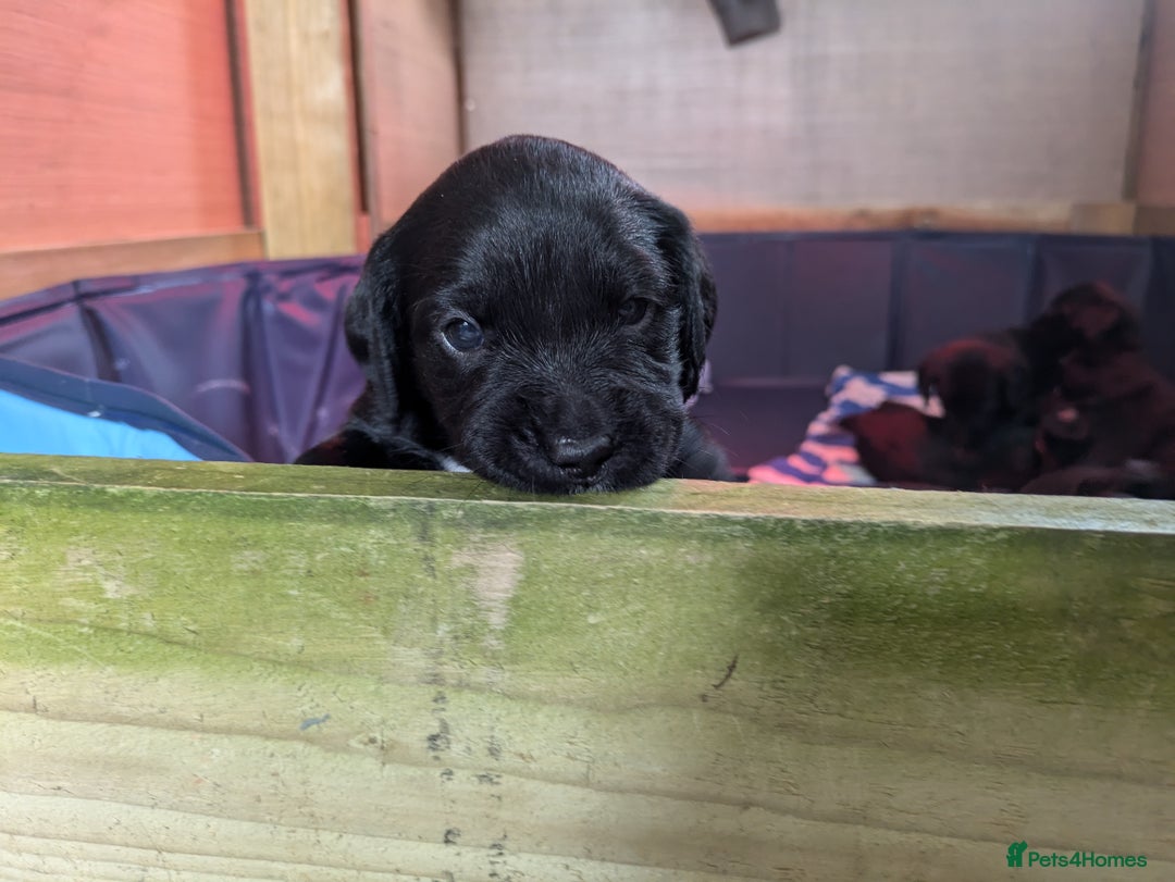 Springador dogs for sale: Springador puppies  - Image 3