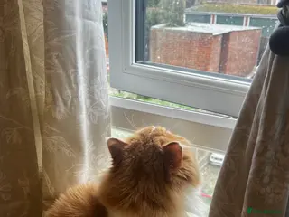 British Longhair cats British Longhair Pedigree Male – Rehoming - Advert 11