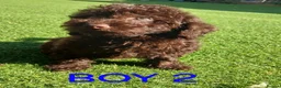 Toy Poodle dogs for sale: READY NOW Kc chocolate toy poodles  - Advert 7