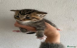 RagaMuffin cats for sale: Beautiful Ragdoll kittens  - Image 13