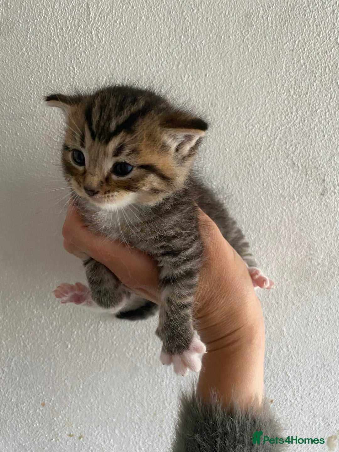 RagaMuffin cats for sale: Beautiful Ragdoll kittens  - Image 13