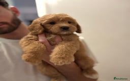 Cockapoo dogs for sale: *READY NOW  *Cockapoo puppies *7 SOLD*  - Image 4