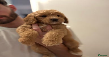 Cockapoo dogs - Advert 5
