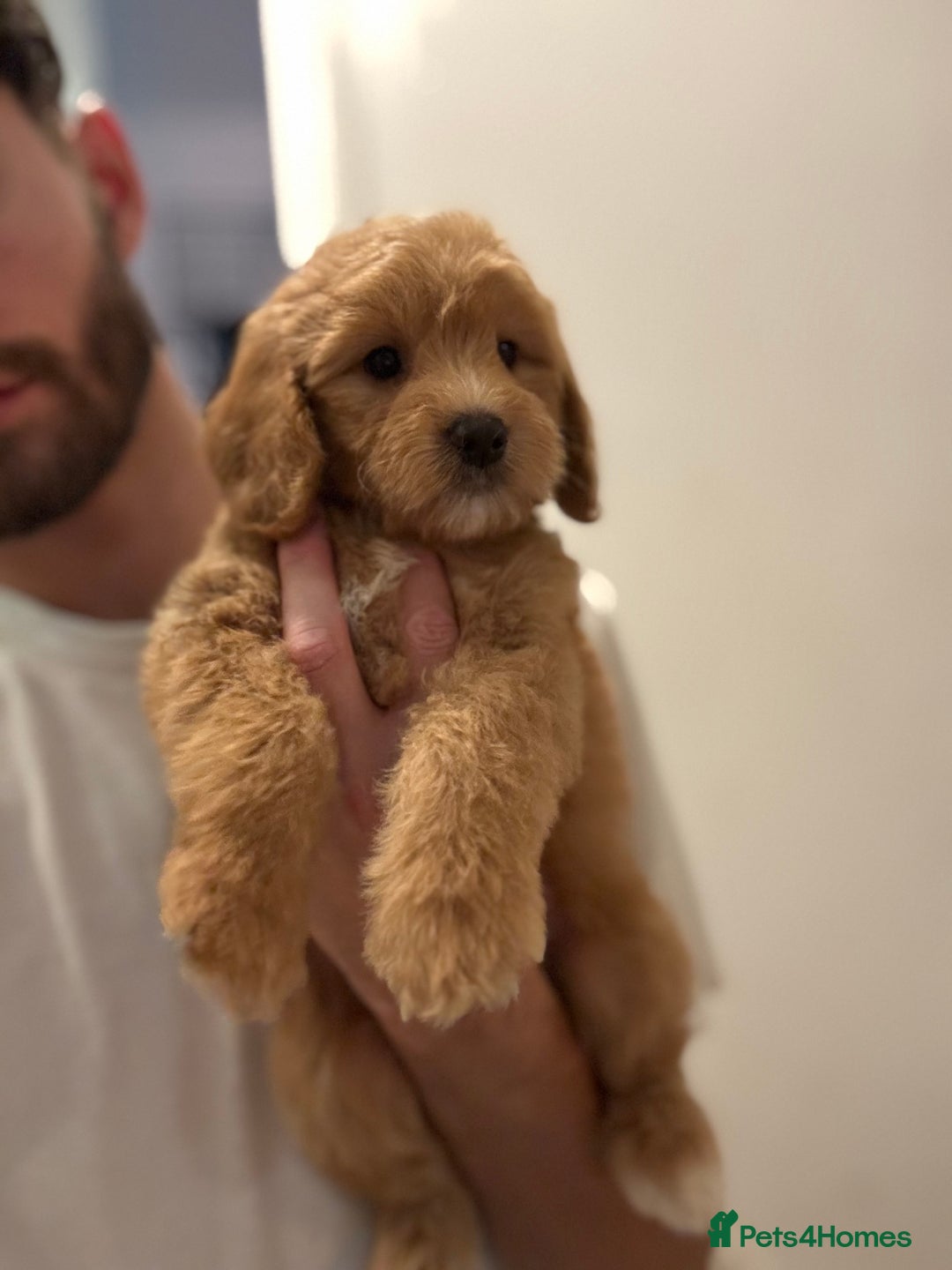 Cockapoo dogs for sale: *READY NOW  *Cockapoo puppies *7 SOLD*  - Image 4