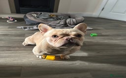 French Bulldog dogs for sale: French bull dog looking for forever home  - Image 1