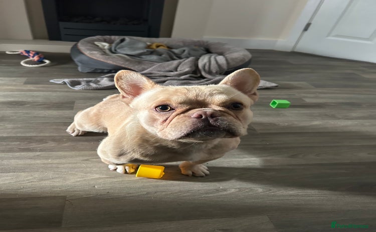 French Bulldog dogs - Advert 6