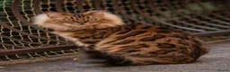 Mixed Breed cats for sale: Test advert - sold in Sale - Advert 1