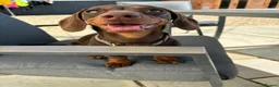 Miniature Dachshund dogs for sale: Gorgeous little girl in Lechlade - Advert 3