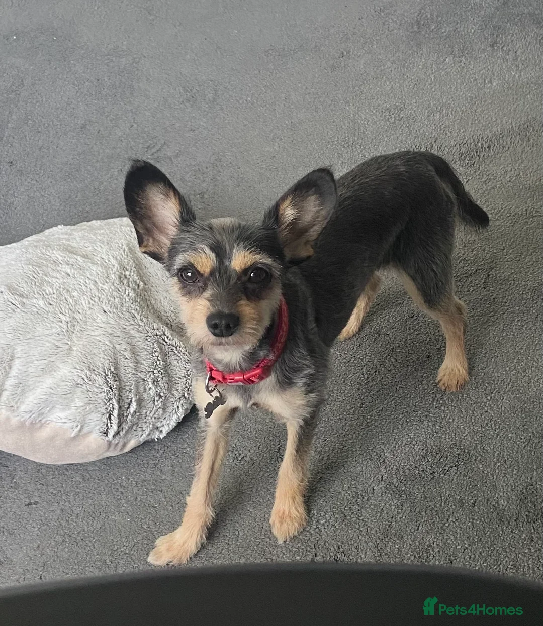 Mixed Breed dogs for sale: Adult Male Yorkie/Chihuahua Mix - Advert 3