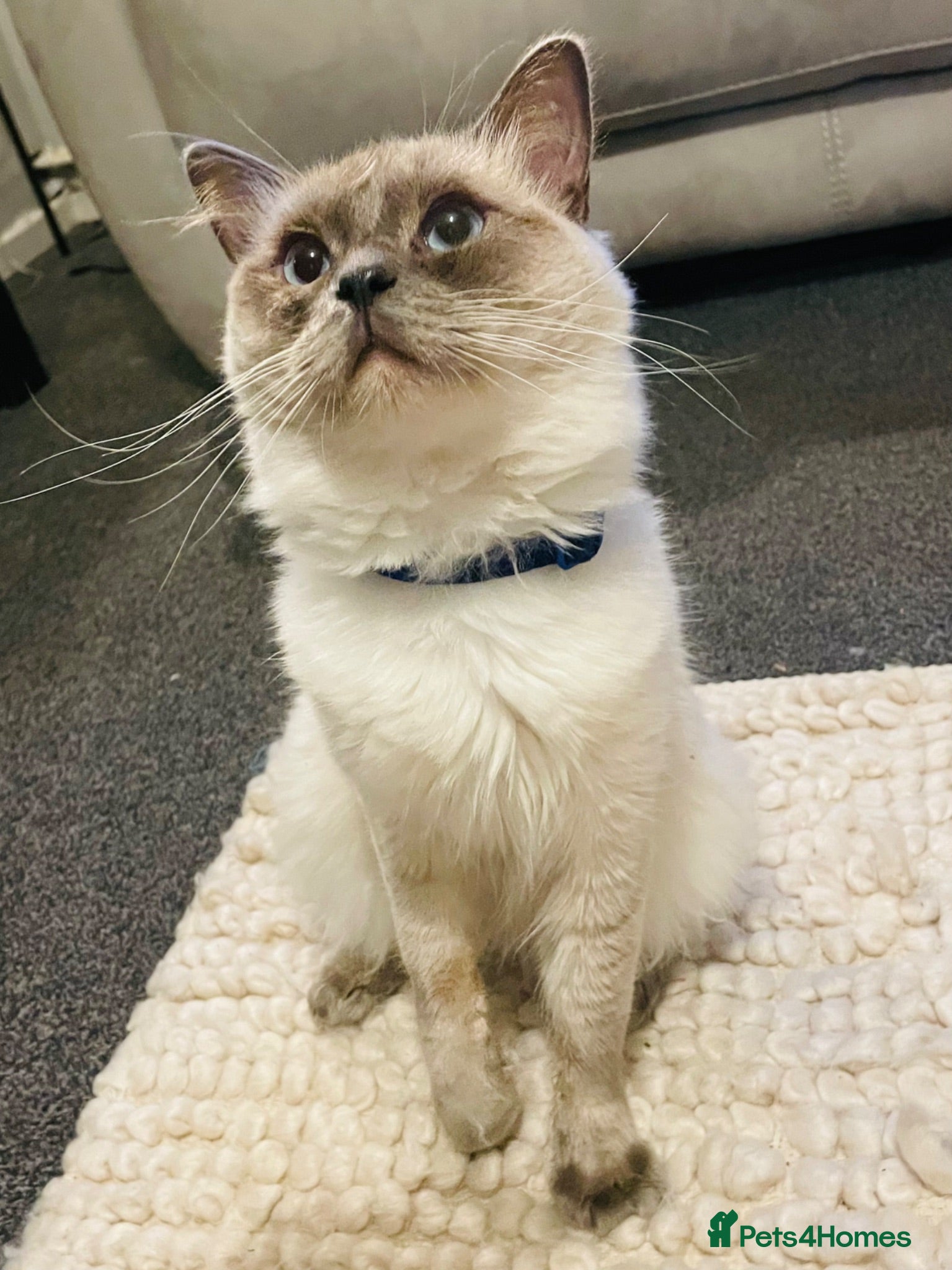 Ragdoll cats Rare lilac Ragdoll for rehoming  - Advert 1