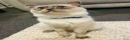Ragdoll cats for sale: Rare lilac Ragdoll for rehoming  - Advert 1