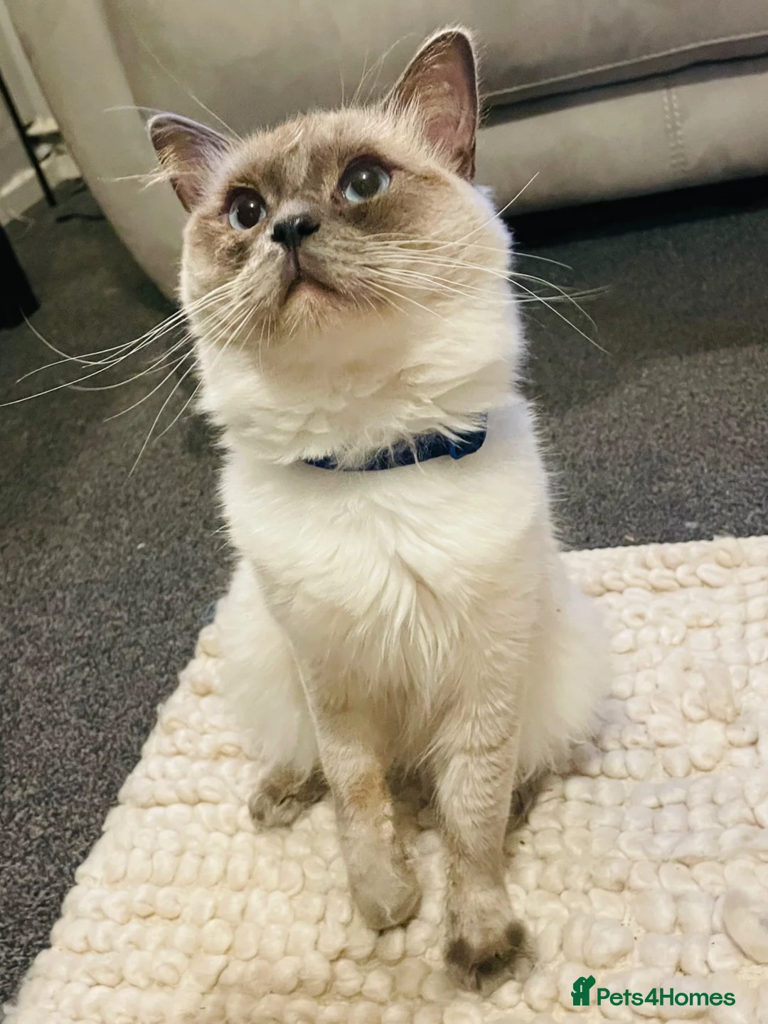 Ragdoll cats for sale: Rare lilac Ragdoll for rehoming  - Advert 1