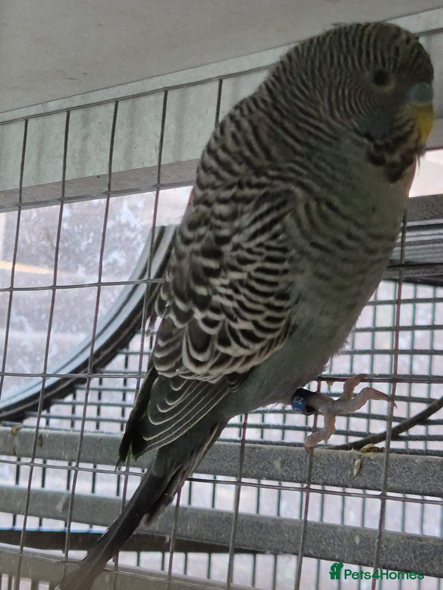 Budgerigars birds Budgies Birds by pre-order, exclusive birds - Advert 2