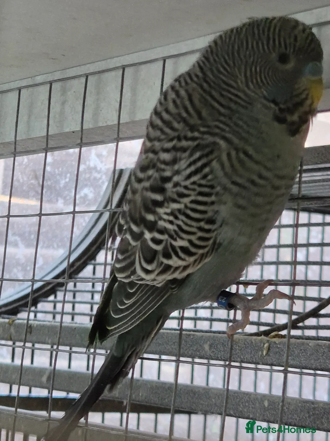 Budgerigars birds for sale: Budgies Birds by pre-order, exclusive birds - Advert 1