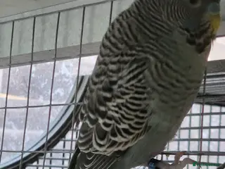 Budgerigars birds Budgies Birds by pre-order, exclusive birds - Advert 2