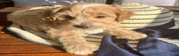 Maltipoo dogs for sale:  5 Absolutely Gorgeous Maltipoo Boys  - Advert 20