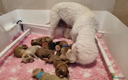Cavapoo dogs for sale: Cute bundles of sweetness  - Image 4