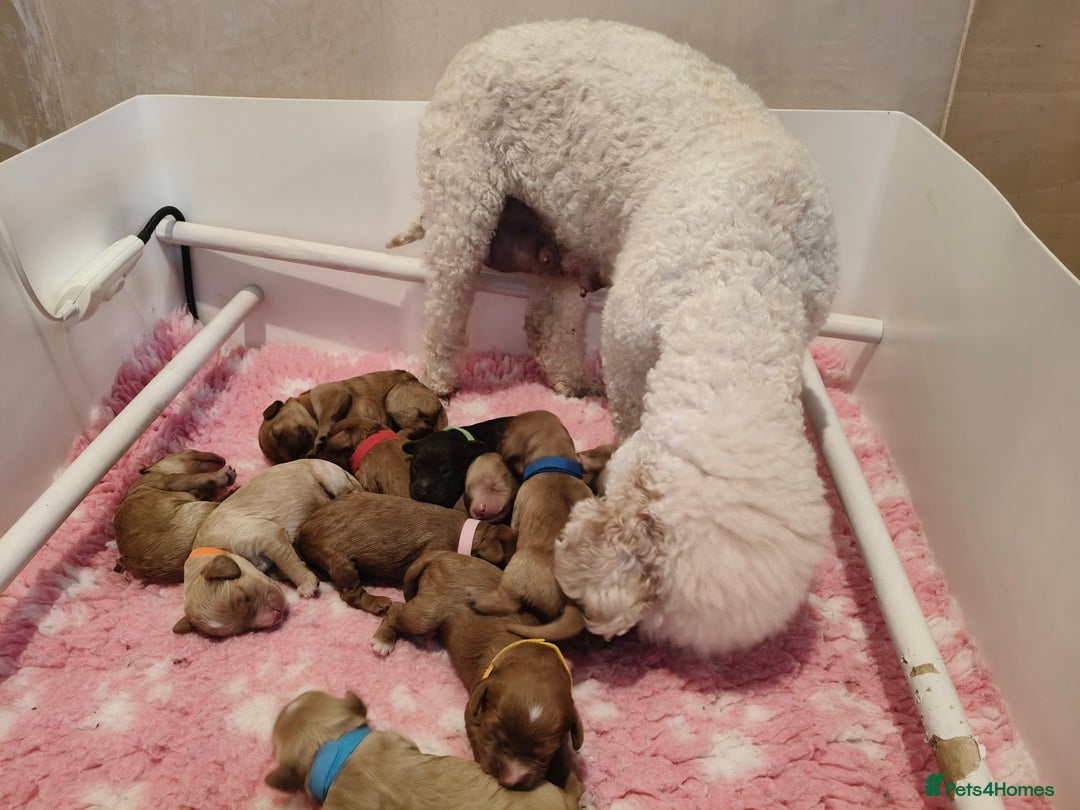 Cavapoo dogs for sale: Cute bundles of sweetness  - Image 4