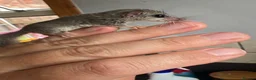 Mouse rodents for sale:  African pygmy door mouse mice (micro squirrels) - Advert 4