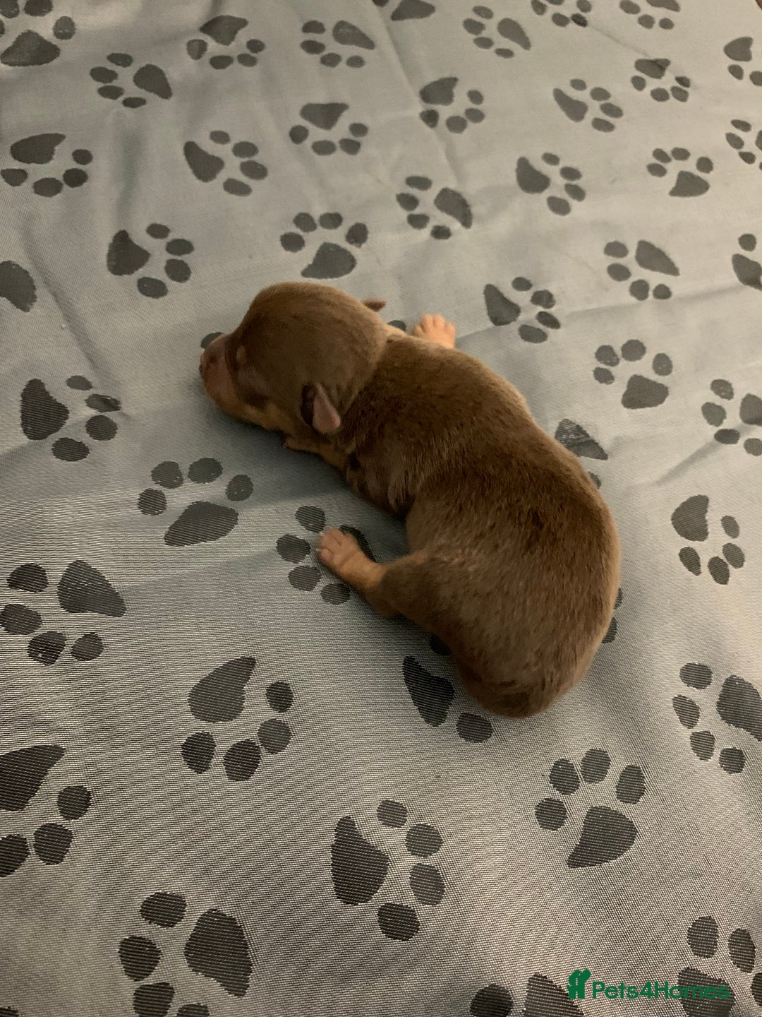 Jack Russell dogs for sale: Jack Russell Puppies  - Image 24