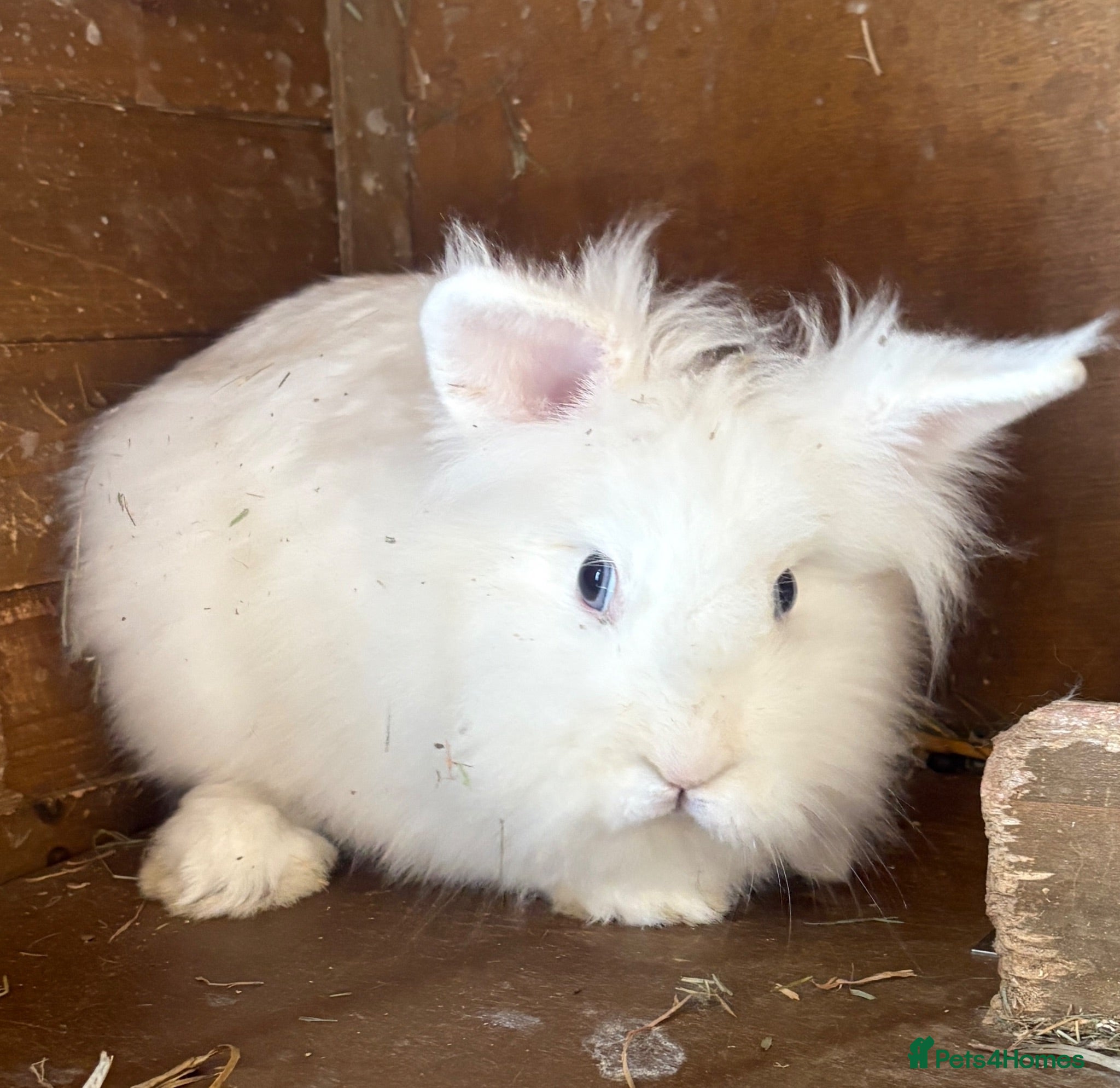 Lionhead rabbits 3 Lionhead Rabbits For sale  - Advert 1