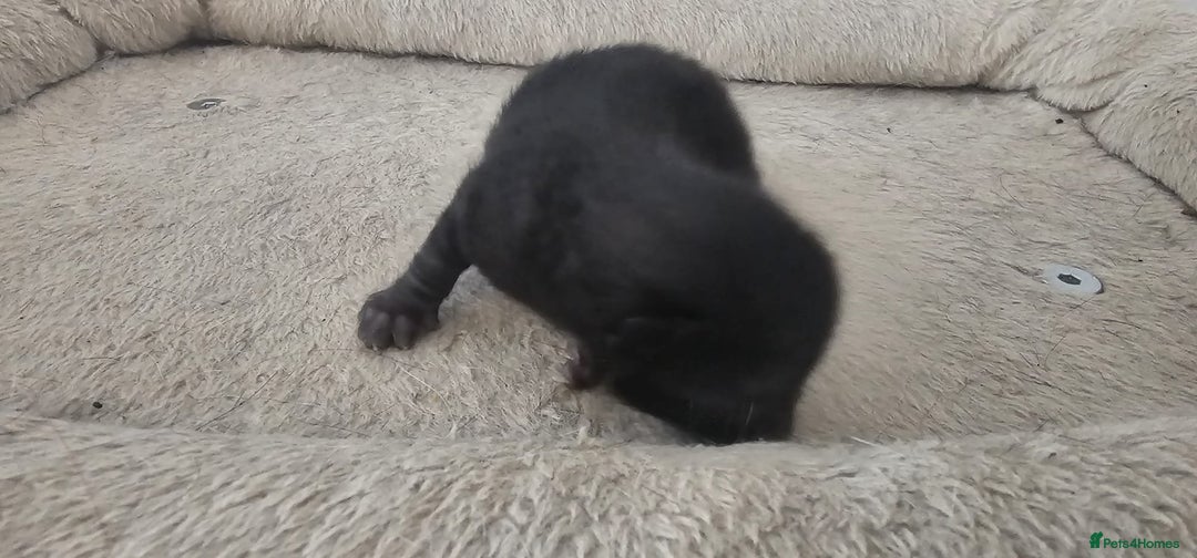 British Shorthair cats for sale: 3 kittens  - Image 6