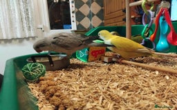 Parrots birds for sale: Hand reared Quaker and Conure chicks - Image 11