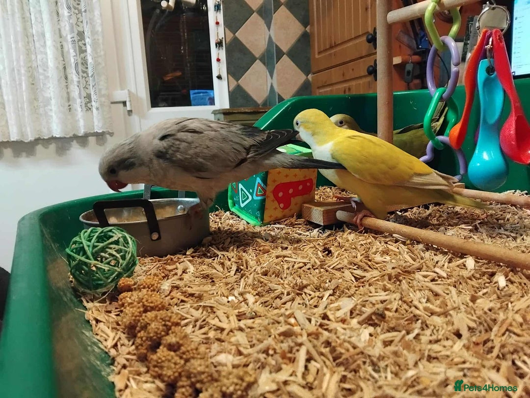 Parrots birds for sale: Hand reared Quaker and Conure chicks - Image 11