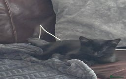 Mixed Breed cats for sale: Black Short Hair Kitten - male - Image 3