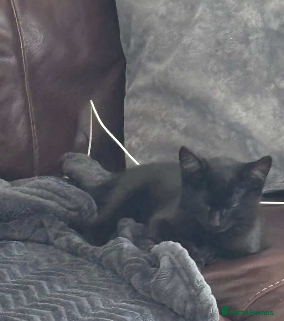 Mixed Breed cats for sale: Black Short Hair Kitten - male - Image 3