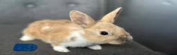 English Spot rabbits for sale: Adorable English Spot x Rex bunnies for sale - Advert 2