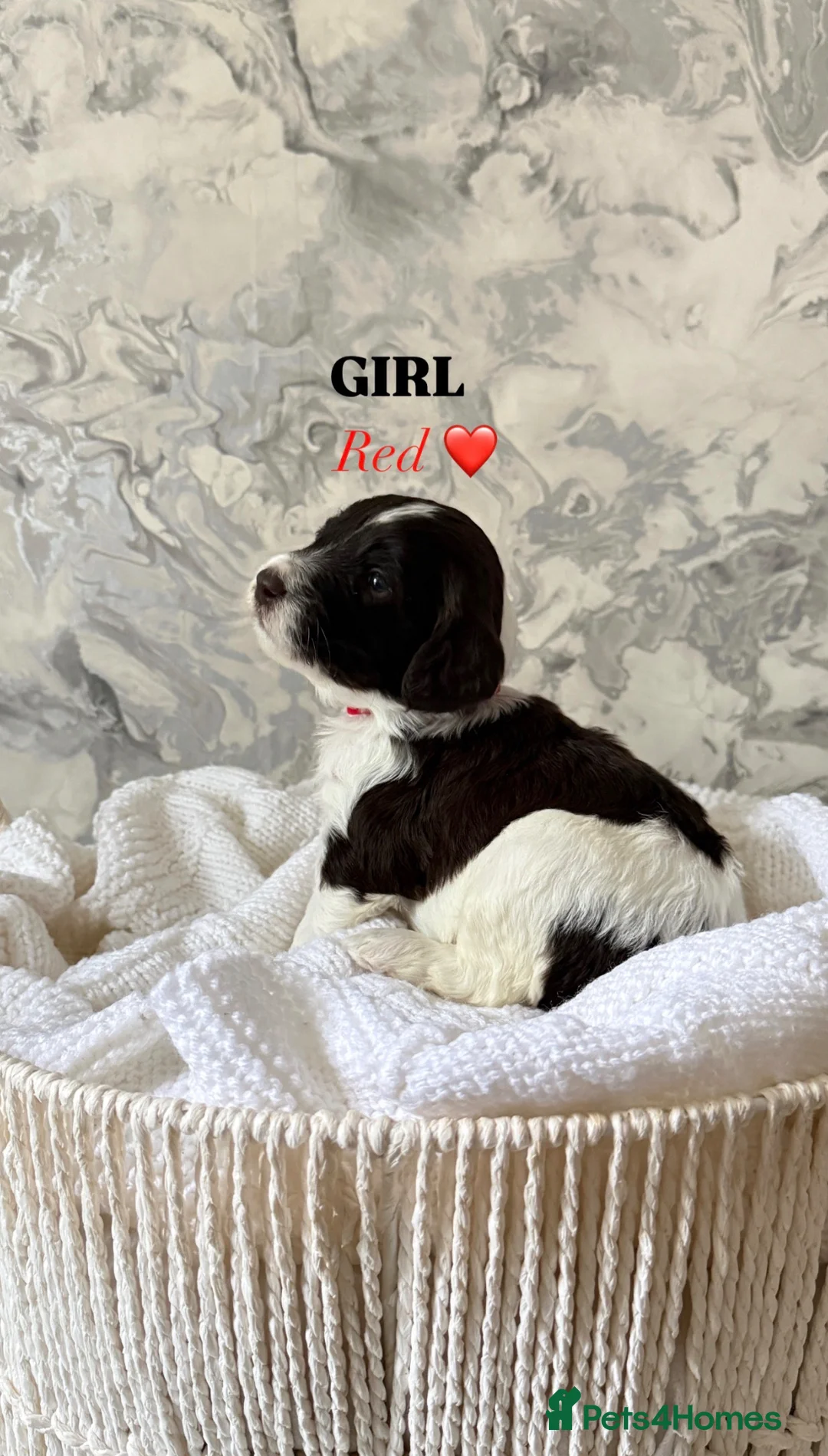 Sproodle dogs for sale: 4 Beautiful Sproodle Puppies - Ready soon 🐾 - Advert 1