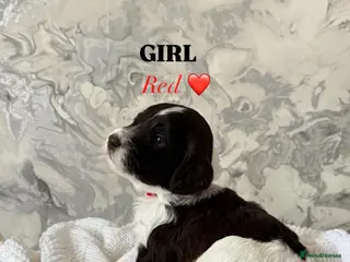 Sproodle dogs 4 Beautiful Sproodle Puppies - Ready soon 🐾 - Advert 17