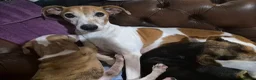 Lurcher dogs for sale: Lurcher puppies - Advert 1