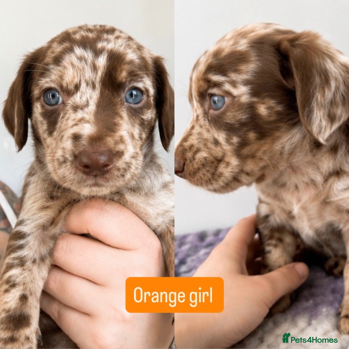 Labradoodle dogs Rare Merle labradoodles 2 left READY NEXT WEEK - Advert 1