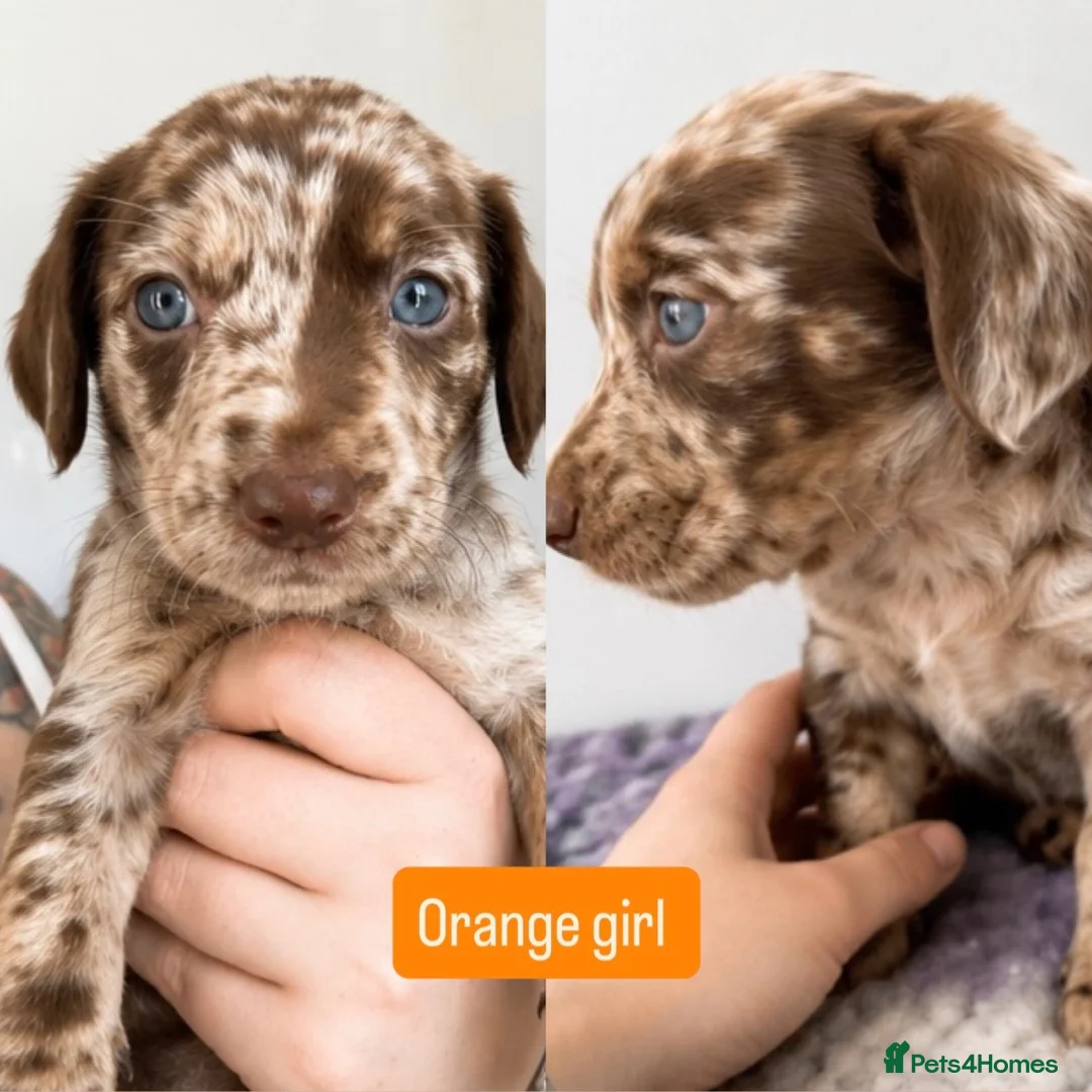 Labradoodle dogs for sale: Rare Merle labradoodles 2 left READY NEXT WEEK - Advert 1