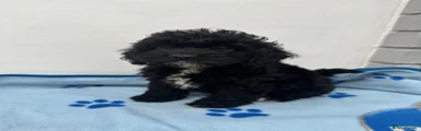 Cockapoo 1. Reserved 