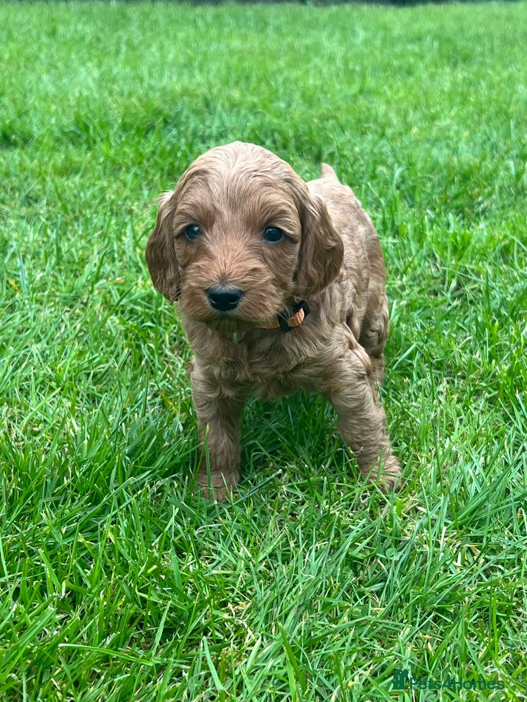 Cockapoo dogs for sale: Fox Red Cockapoo Puppies - Advert 9