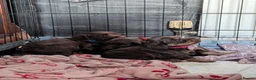 Cocker Spaniel dogs for sale: 7th Gen pure bred Cocker Spaniel pups for sale   - Advert 22