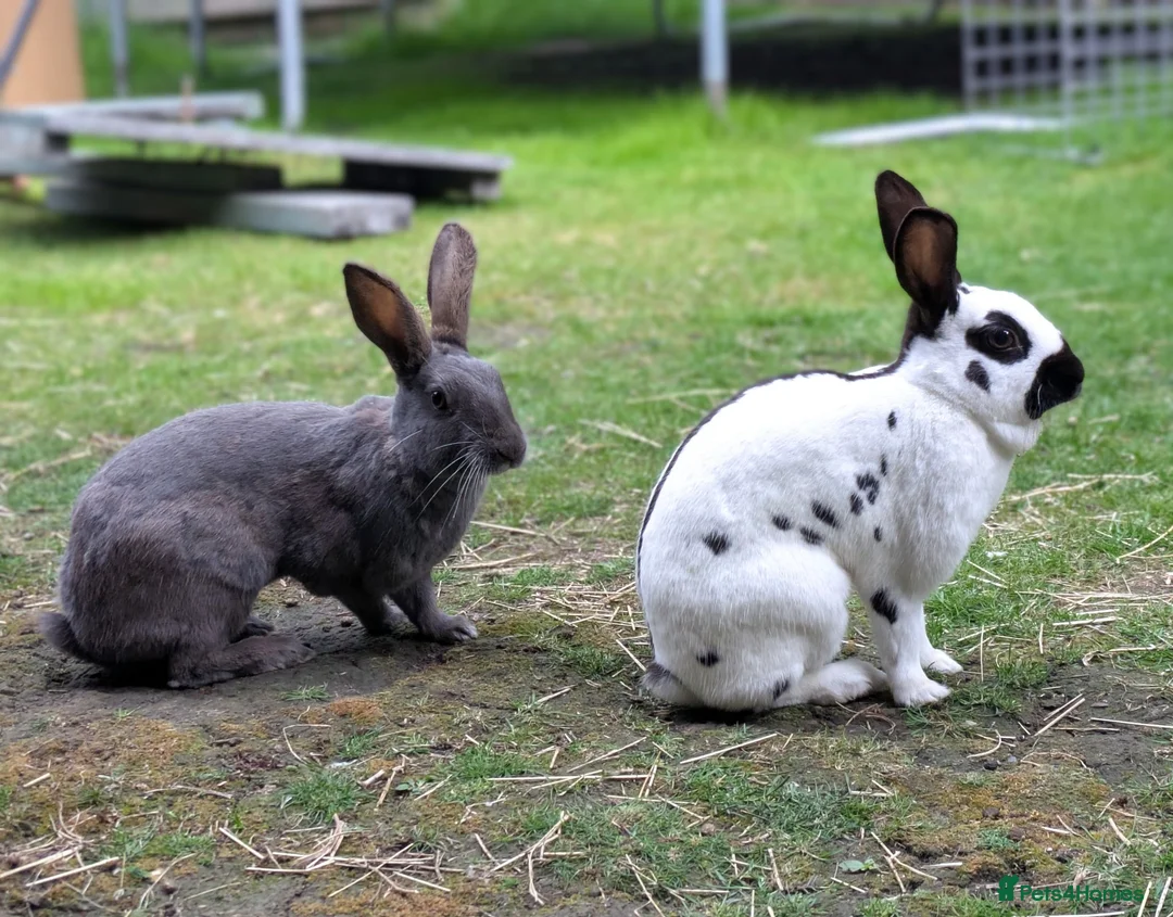 English Spot rabbits for sale: English Spot Bonded Pair - Advert 1