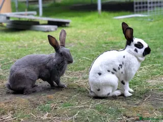 English Spot rabbits English Spot Bonded Pair - Advert 9