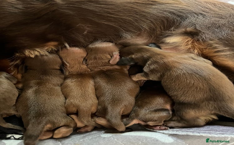 Miniature Dachshund dogs long haired shaded red Miniature dachshunds  - Advert 2