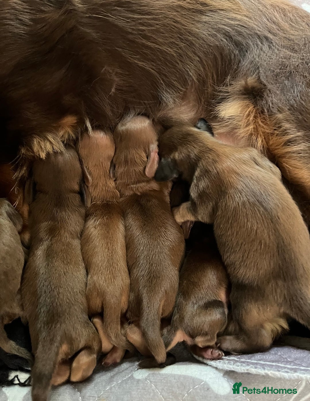 Miniature Dachshund dogs for sale: long haired shaded red Miniature dachshunds  - Advert 1