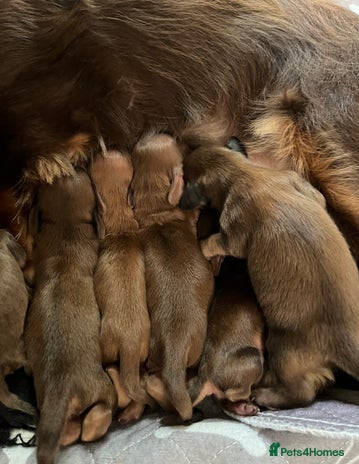 Miniature Dachshund dogs long haired shaded red Miniature dachshunds - Advert 2