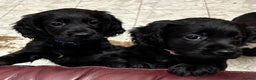 Cocker Spaniel dogs for sale: ✨ Cuddles Await from our Cocker Spaniel Pups  - Advert 21