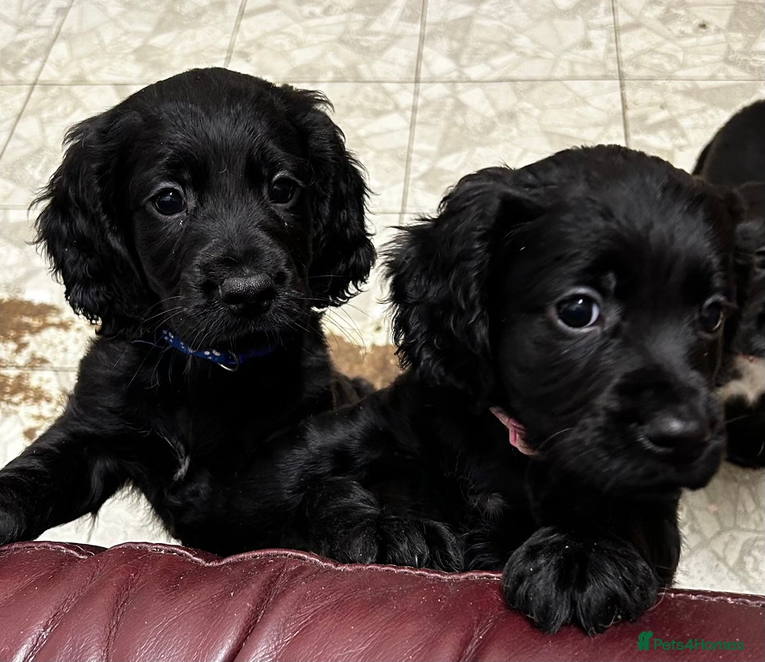 Cocker Spaniel dogs for sale: ✨ Cuddles Await from our Cocker Spaniel Pups  - Advert 21