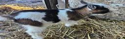 Goats livestock for sale: 2 female baby pygmy goats - Advert 5